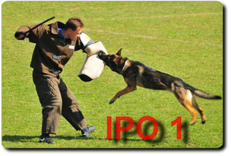 Dzień pierwszy - zawody psów IPO1